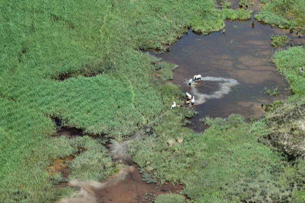 Chevaux dans l’eau