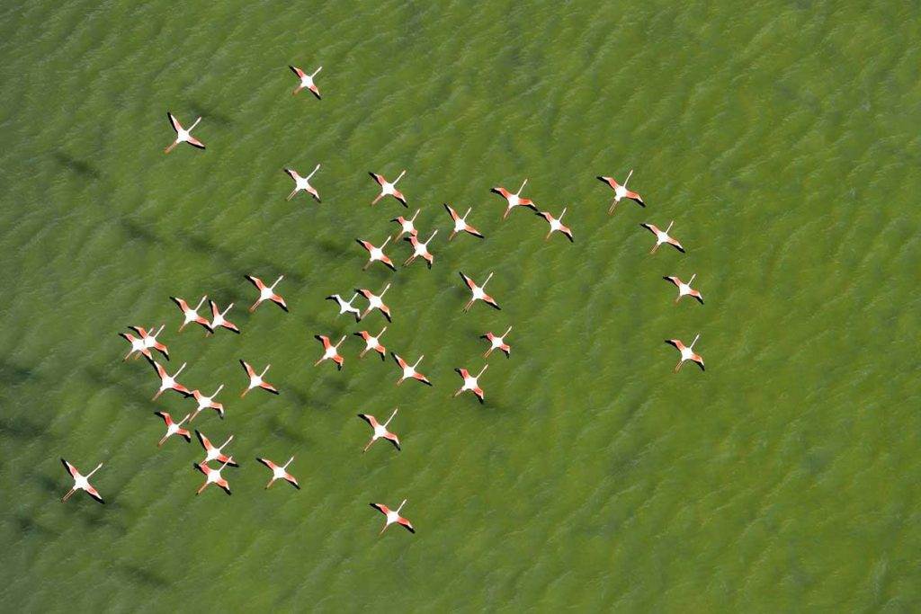 Flamants, cygnes, hérons..